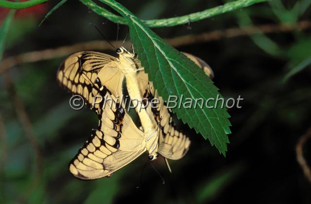 papilio cresphontes.JPG - Papilio cresphontesAccouplement de Voilier géantGiant SwallowtailLepidoptera, PapilionidaeOrigine : Etats UnisSerre à papillons, France